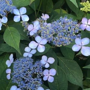 Meet your Posher, Jean